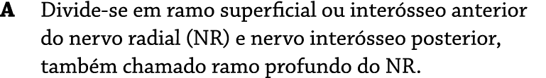 Divide se em ramo superficial ou inter sseo anterior do nervo radial (NR) e nervo inter sseo posterior, tamb m chamad...