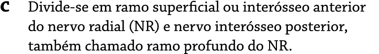 C Divide se em ramo superficial ou inter sseo anterior do nervo radial (NR) e nervo inter sseo posterior, tamb m cham...